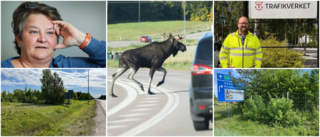 Viltstängsel dröjer i livsfarlig korsning