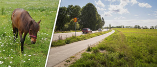 Efter morgonens äventyr – hästarna tillbaka i hagen