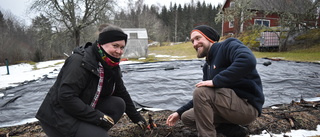 Tom och Mathilda odlar en hel grönsaksdisk: "Vi odlar typ allt"