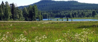 Läsarbild: Sommarvy från Orrbyn