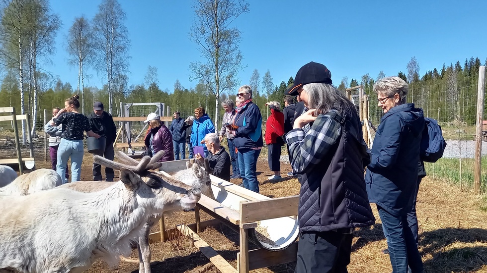 Medlemmarna fick träffa närgångna renar.