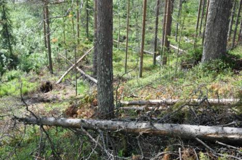 Alldeles intill villatomterna längs Regnstigen i Malmberget har någon fällt massor av tallar... FOTO: Maria Ödalen