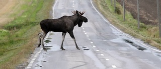 Bilist krockade med älg utanför Linköping