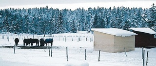 Hästarna vill vara ute trots den bistra kylan