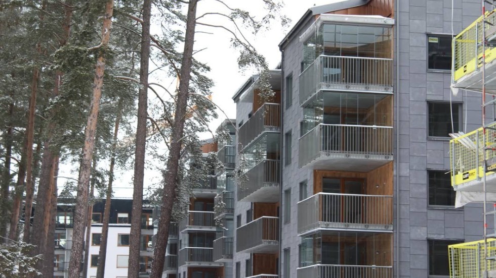 Får fällas. HSB får ta ner två tallar i Folkets hus-området.