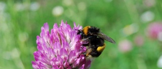 Han vill att Åtvidaberg ska blomstra