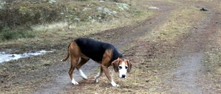 Förbjud jakt med lös hund     