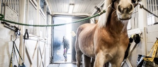 Fler hästkrafter i hela Östergötland