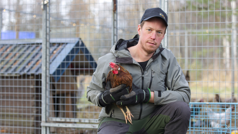 Tobias Viklund åkte och hämtade hönan efter att den hittades en i sluten container. "Jag tror att någon slängt in den med flit. Det är hemskt", säger han.