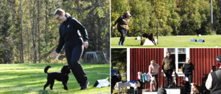 Växande hundsport väcker glädje: "Så jäkla roligt"