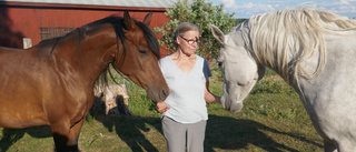 Hästägaren Anja larmar – torkan orsakar foderbrist: "Panik"