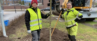 Vackert blommande träd möter kungaparet i juni