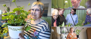 Blomauktion – en vårlig tradition • "Krusidiullfritt är bra"