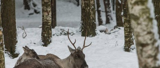 Renägare misstänks ha låtit djuren svälta ihjäl