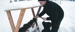 Rådjuren får hjälp under vintern