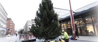 Nu börjar granarna dyka upp