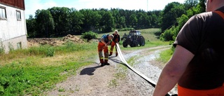 Kalv räddad ur gödselbrunn