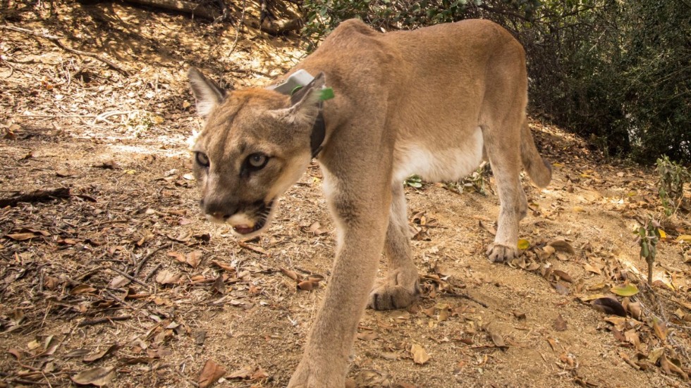 En kalifornisk puma.