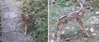 Han upptäckte rådjurskid i trädgården