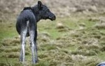 Många skjutna älgar ger små älgkalvar