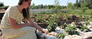 Lokala blomsteraktörer satsar på samarbete: "Det kanske är den här nischen jag ska ha" • Hemliga dahliaknep för att lyckas