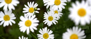 Mer blommor i rondellen       