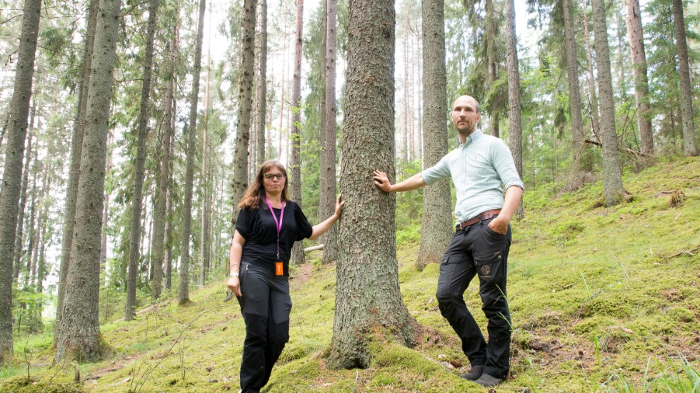 Kommunekolog Linda Aldebert och Pär Viksten från Skogssällskapet konstaterar dystert att hela skogen utanför Forssjö är angripen av granbarkborre.