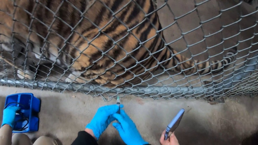 En tiger på Oakland Zoo ställer sig snällt vid stängslet för att få sin första covidspruta.