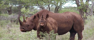 Kraftigt minskad tjuvjakt i Namibia