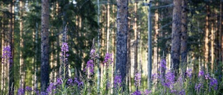 Regeringen är bara en gäst i skog och strand 