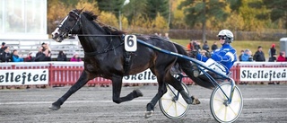 Skellefteåtravet laddar inför travfesten – publiken kommer tillbaka • V75-dagen kryddas med fri entré