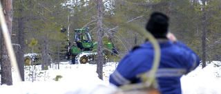 Efter protesterna – nu ska skogen inventeras