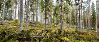 Kropp hittad utomhus i Boden  