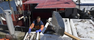 Hårda bud för Öresund i EU:s fiskeförhandling