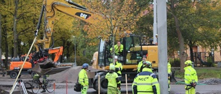 Första nya linden på plats – men bara tillfälligt