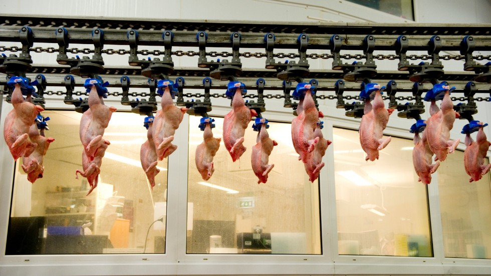 Uppgifterna om att kycklingar skållats levande på Kronfågel i Valla har fått många kommuner att stoppa inköpen. Tillförordnad vd på Scandi standard, Otto Drakenberg, ska fokusera på den uppkomna situationen.