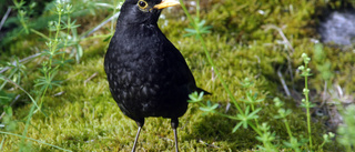 Hög lyssning på Fågelsångsnatten