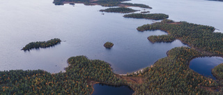 Skyddad gammelskog gör alla till vinnare