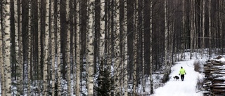 Staten kan göra mer för att skydda skogen