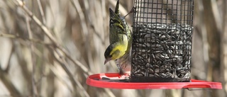 Liten grön rackare vanligast på årets fågelbord