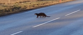 Polisbil körde på utter i Vimmerby