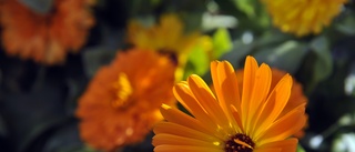 Varför får vi inga blommor i centrum?