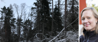 150 döda granar i Tomtaklintskogen riskerar falla över vandringsled – måste avverkas