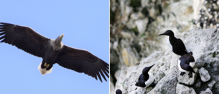 Örninvasion på Stora Karlsö under pandemin • Övergav ön när turisterna kom tillbaka