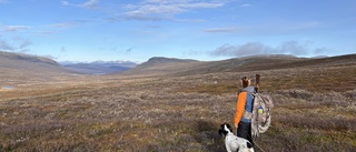 Utländska jägare övergav två hundar på fjället