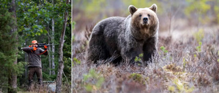 Björnjakten avlyst – samtliga björnar fällda