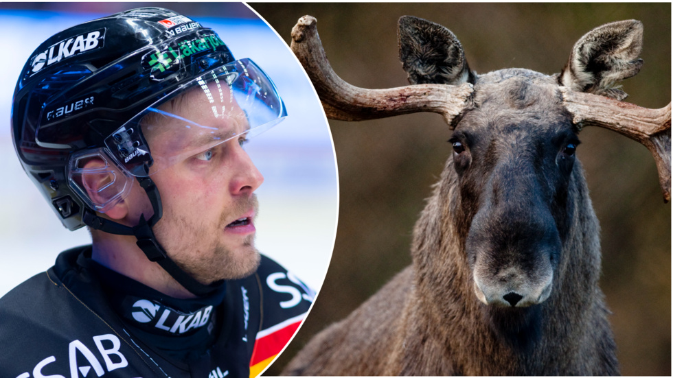 Juhani Tyrväinen krockade med en älg när han körde tillbaka till Luleå från julfirandet i Finland.