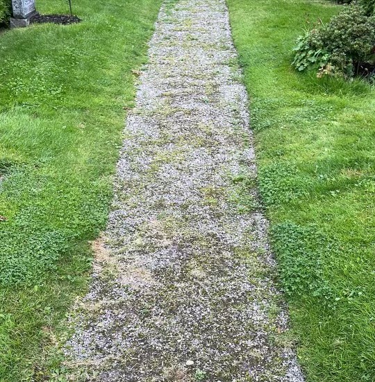 Grusgångarna på Klosterkyrkogården i Eskilstuna är fulla av gräs och ogräs, skriver signaturen Gravrättsinnehavare. 