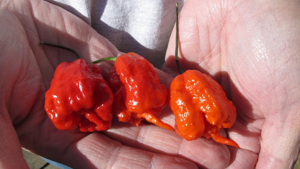 Carolina reaper är världens hetaste chilisort.