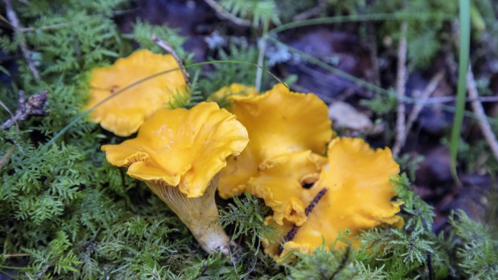 Att hitta svamp har blivit allt svårare i takt med att skogen förändras, menar skribenten.